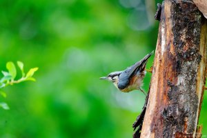 nuthatch