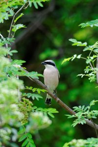 red backed shrike