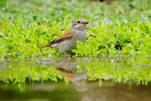 red backed shrike