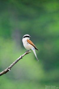 red backed shrike