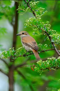 red backed shrike