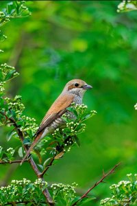 red backed shrike
