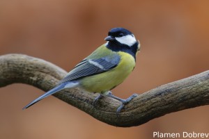 Great tit/Голям синигер