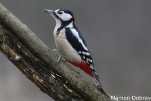 Great Spotted Woodpecker /Голям Пъстър Кълвач