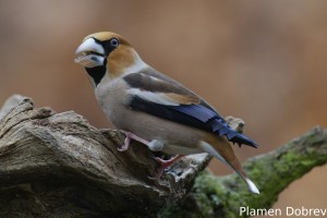 Hawfinch/Черешарка