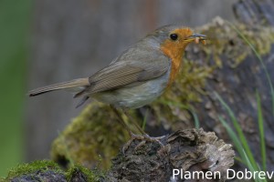 Robin/Червеношийка