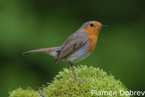 Robin/Червеношийка