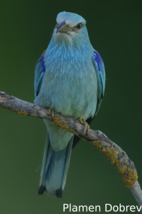 Roller/Синявица