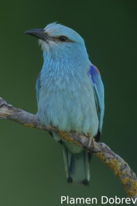 Roller/Синявица