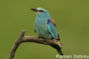 Roller/Синявица