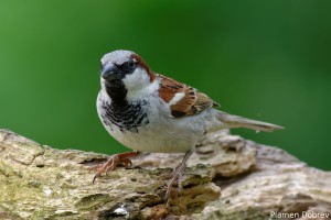 Sparrow/Врабче