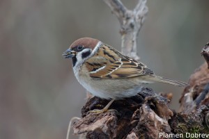 Sparrow/Врабче