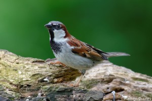 Sparrow/Врабче