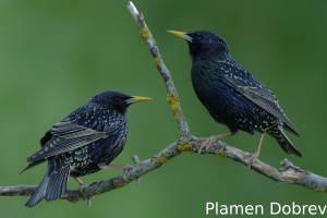 Starling/Скорец