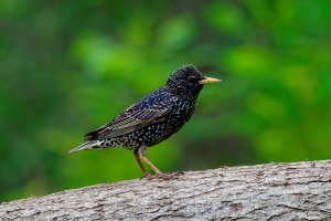starling