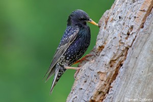 Starling/Скорец