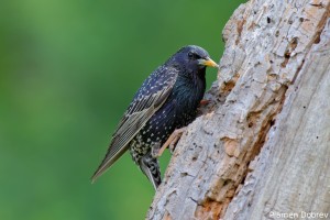 Starling/Скорец