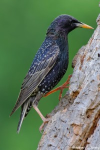 Starling/Скорец