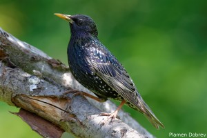 Starling/Скорец