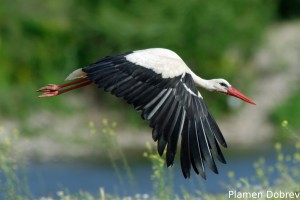 Stork/Щъркел