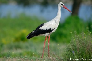 Stork/Щъркел