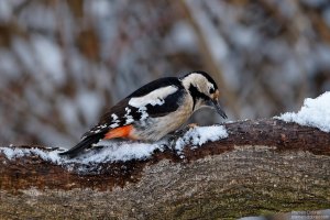 Syrian Woodpecker/Сирийски Кълвач