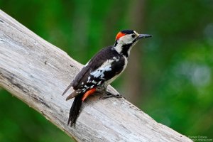 Male Syrian Woodpecker/Мъжки Сирийски Кълвач