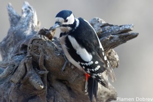Female Syrian Woodpecker/Женски Сирийски Кълвач