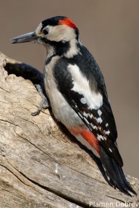 Male Syrian Woodpecker/Мъжки Сирийски Кълвач
