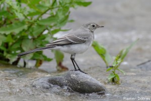 Wagtail/Стърчиопашка
