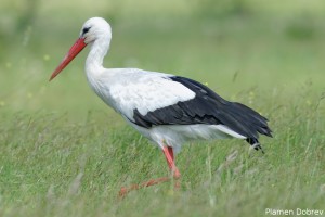 White Stork/Бял щъркел