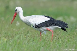 White Stork/Бял щъркел