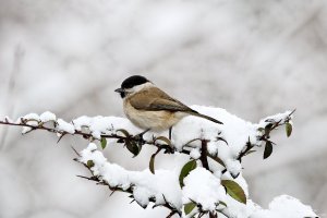 Willow Tit/Боров Синигер