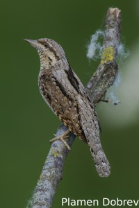 Wryneck/Въртошийка