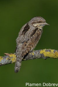 Wryneck/Въртошийка