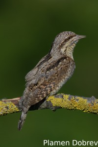 Wryneck/Въртошийка