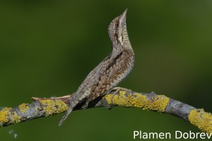 Wryneck/Въртошийка