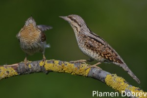 Wryneck/Въртошийка