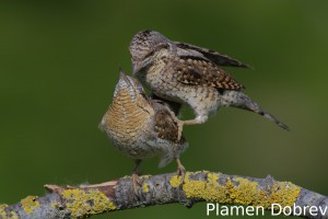 Wryneck/Въртошийка