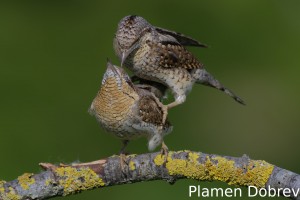 Wryneck/Въртошийка