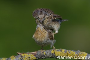 Wryneck/Въртошийка