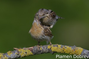 Wryneck/Въртошийка