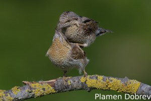 Wryneck/Въртошийка