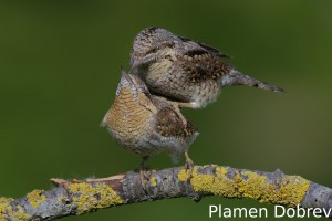 Wryneck/Въртошийка