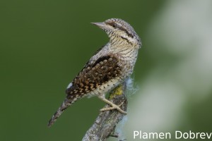 Wryneck/Въртошийка