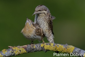 Wryneck/Въртошийка