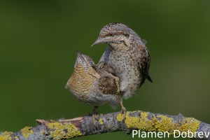 Wryneck/Въртошийка