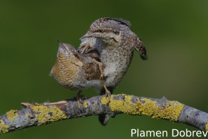 Wryneck/Въртошийка