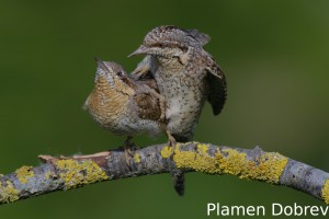 Wryneck/Въртошийка