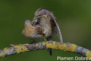 Wryneck/Въртошийка